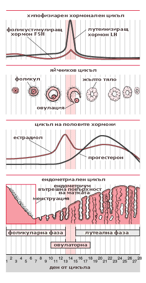 графики на фазите на менструалния цикъл